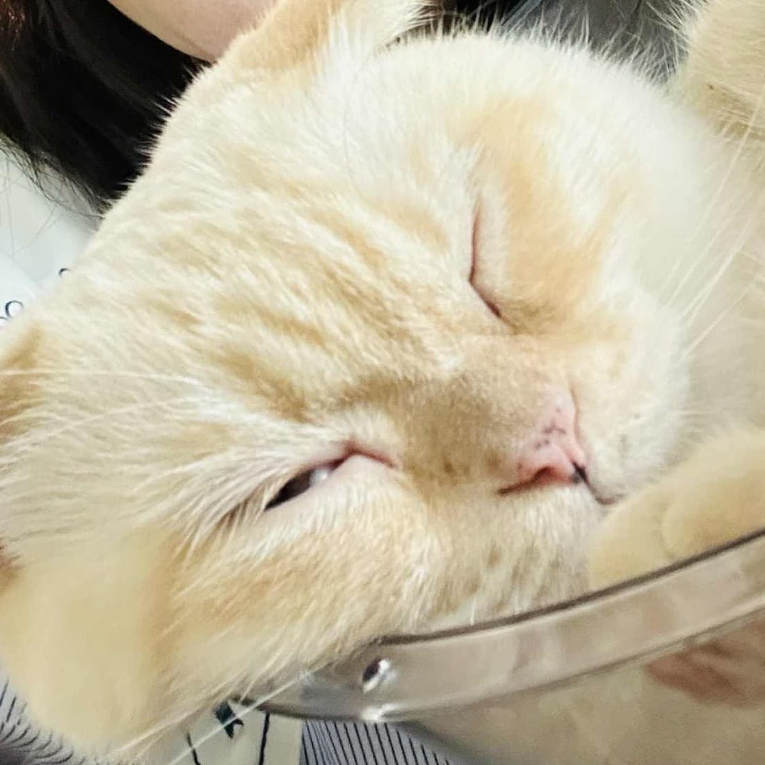 ต้าวแมวน้อย🐱