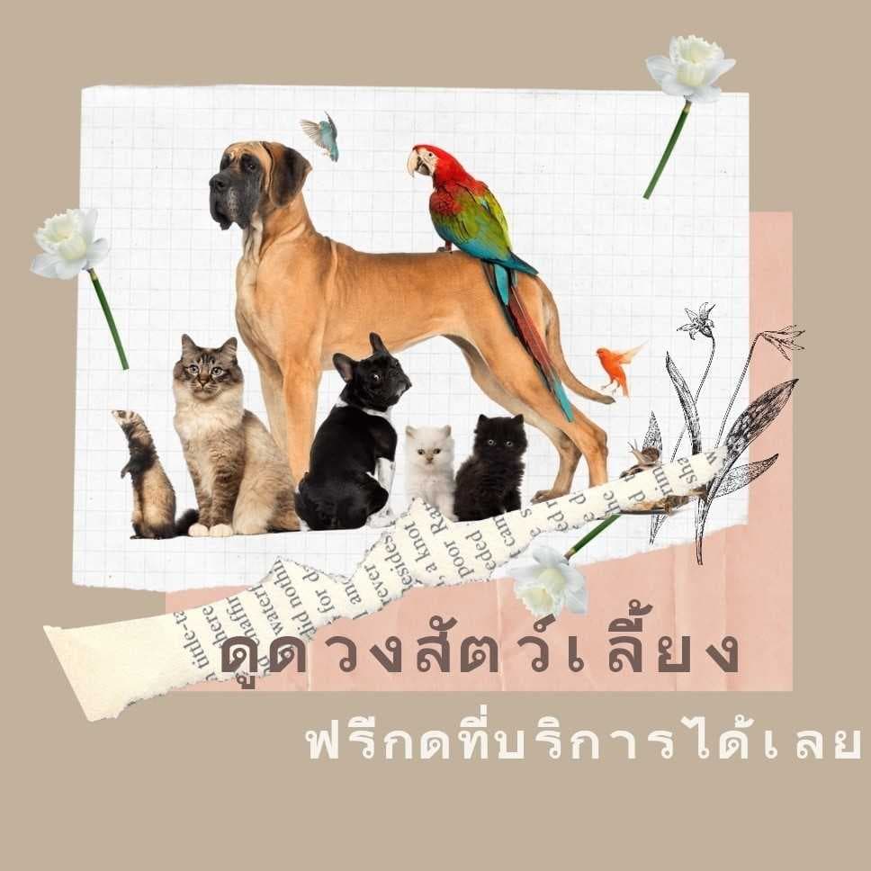  ดูดวงสัตว์เลี้ยง ฟรี⚡