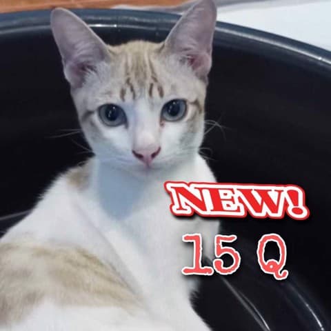 🌾🧲โปรเต้🐱 15คำถามในไลฟ์สดเท่านั้น