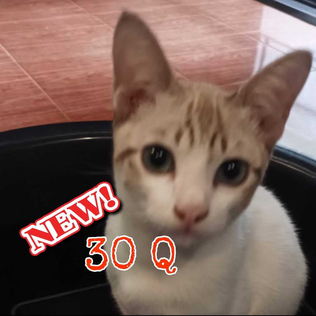 🎋😽โปรเต้ special 30คำถามในไลฟ์สดเท่านั้น