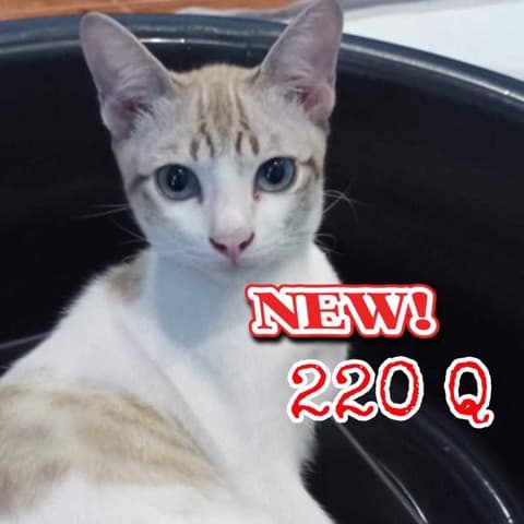 ✨โปรเต้ไลฟ์สด 220 คำถามถามตอบในไลฟ์แบบคุ้มๆ 