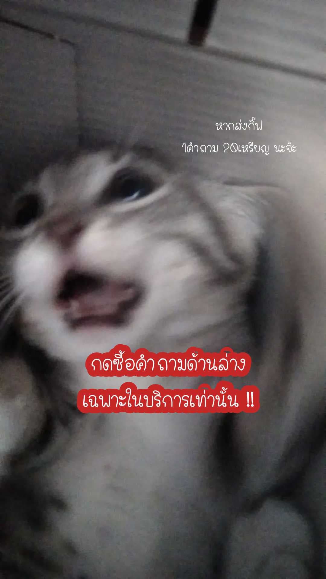 มีมแมวไลฟ์ อ่านกติกาในภาพก่อนส่งของขวัญ