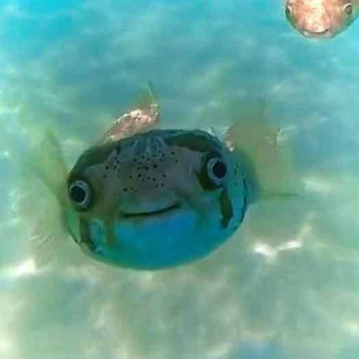 ปักเป้าน้อยพยากรณ์🐡🔮 