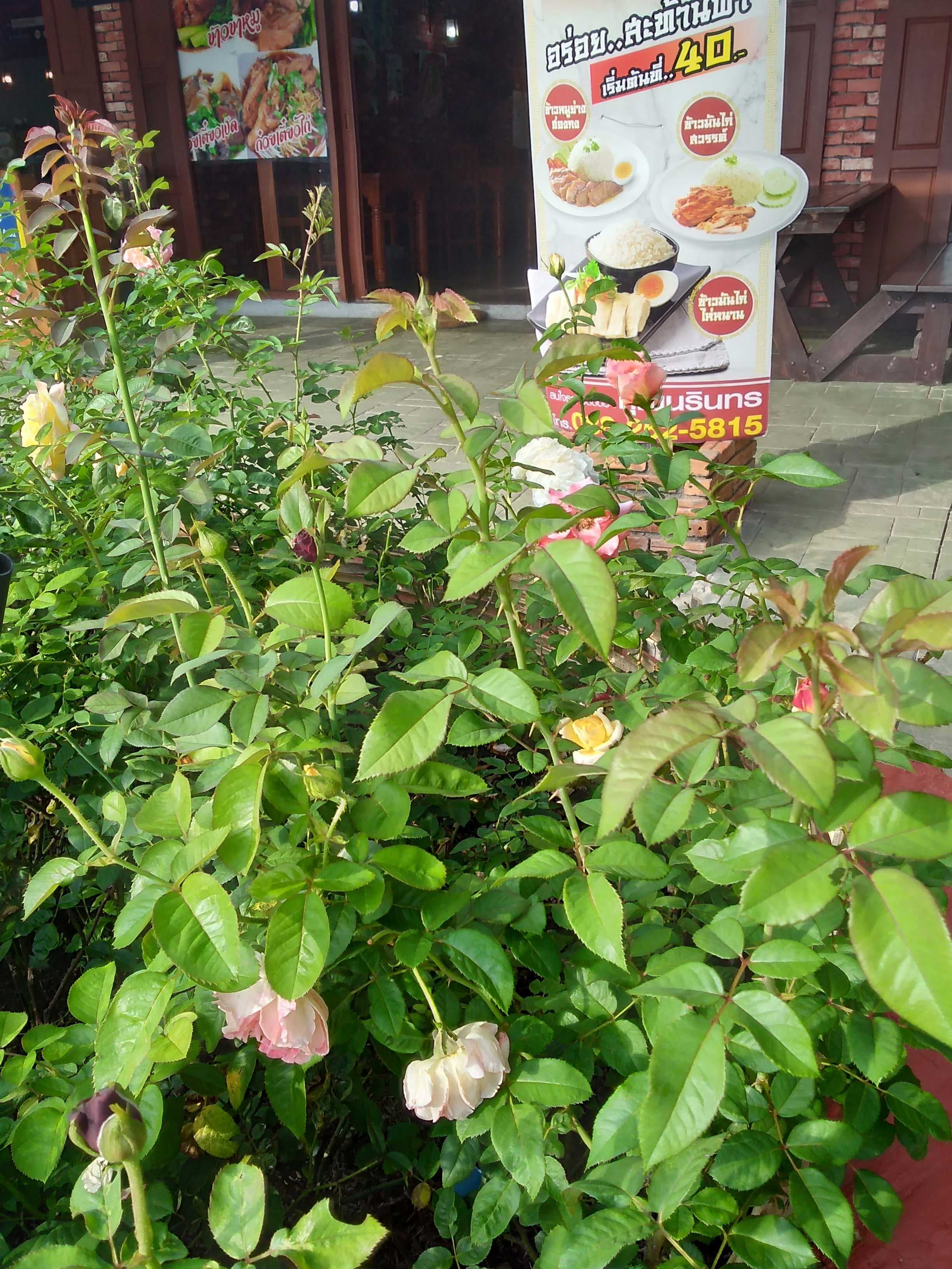 🩵 คำถามแรกฟรี คำถาม ต่อไป ส่ง10 แต้มบุญ 🩵
🩵 1 คำถาม 10 เหรียญ 
🩵 3 คำถาม 20 เหรียญ
🩵 8 คำถาม 50 เหรียญ
❎ไม่รับดูดวงมือที่สามค่ะ ❎
