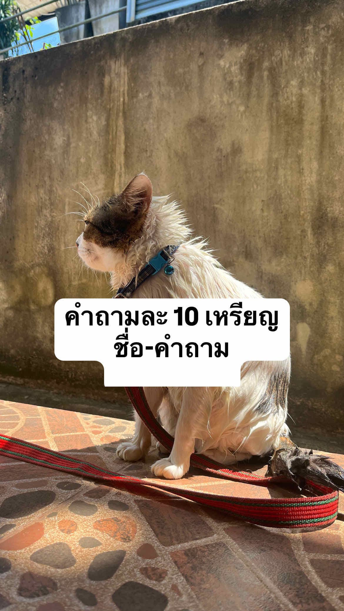 ดูดวงจ้า🪸
คำถามละ 10 เหรียญ